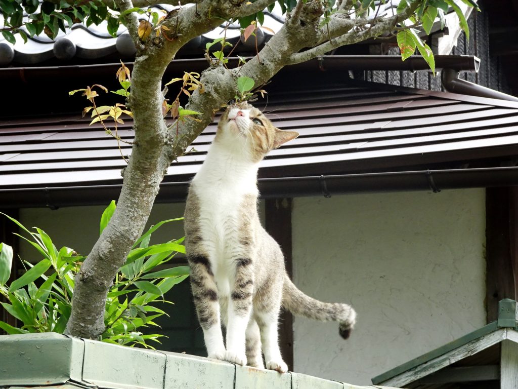 ねこ、風太 巡回