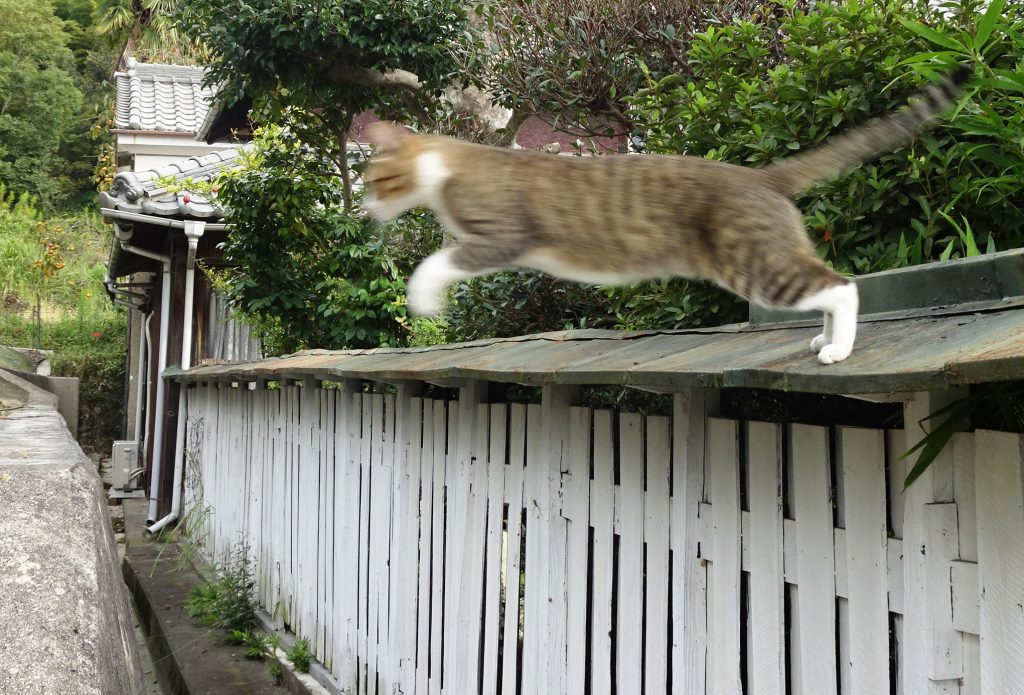 ねこ、風太 巡回