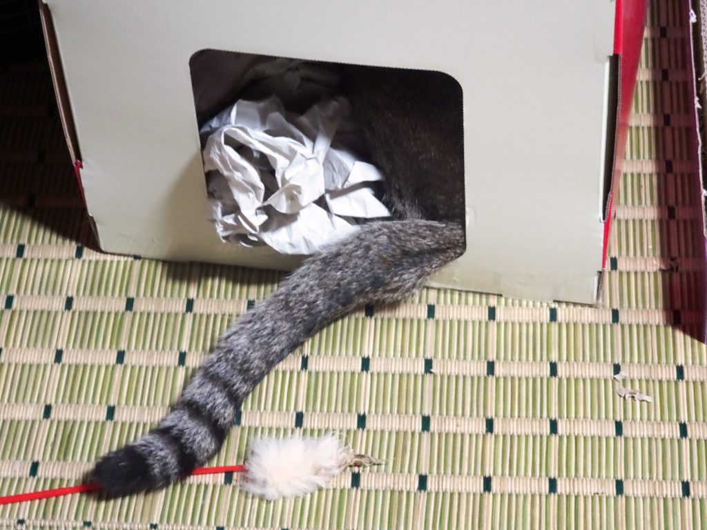 ねこ、風太 ふてる