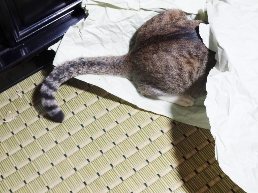 ねこ、風太 ふてる