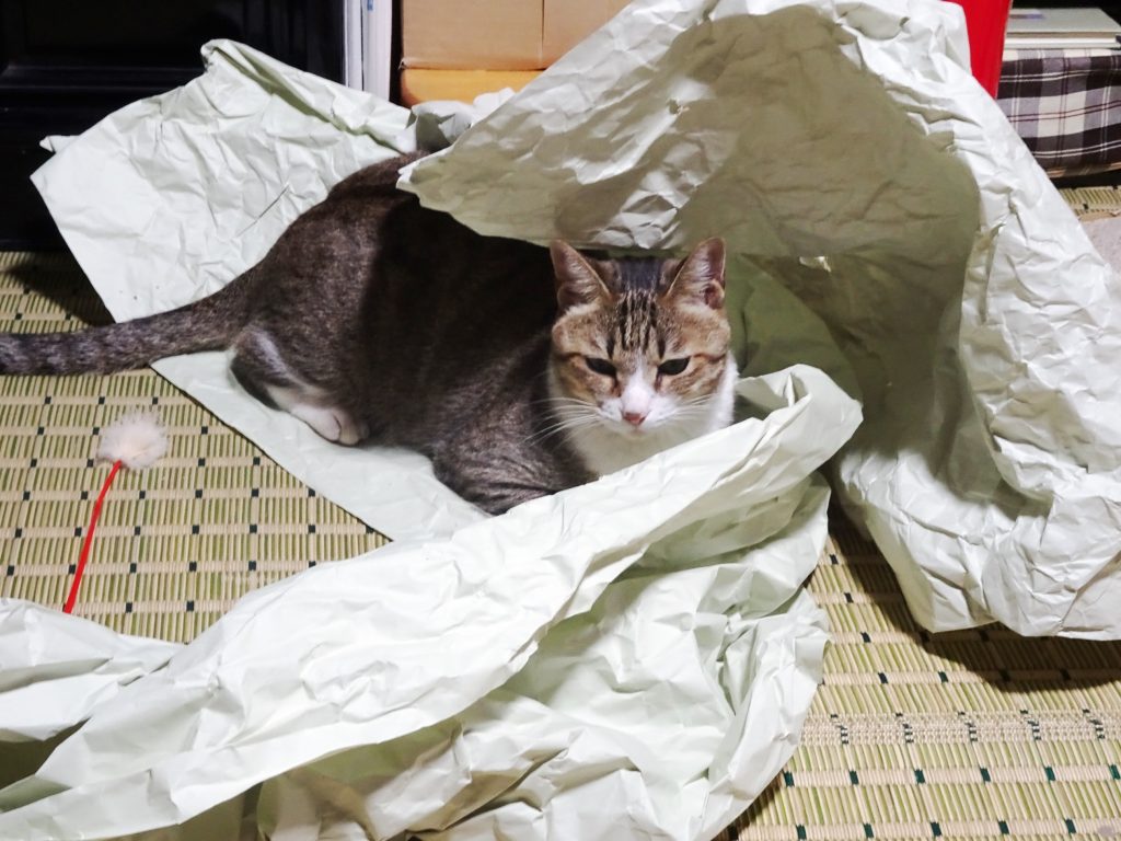 ねこ、風太 ふてる