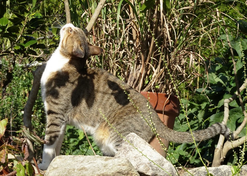 ねこ、風太 木漏れ日