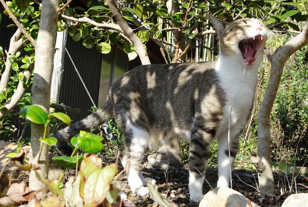 ねこ、風太 木漏れ日