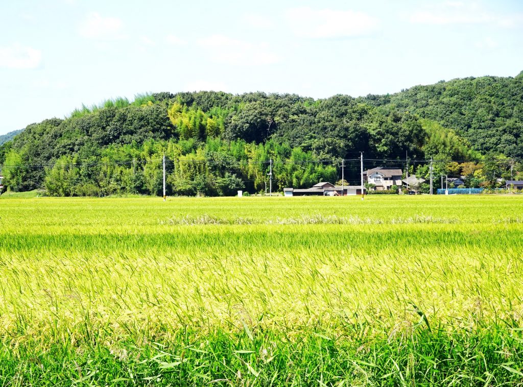 もうすぐ稲刈り