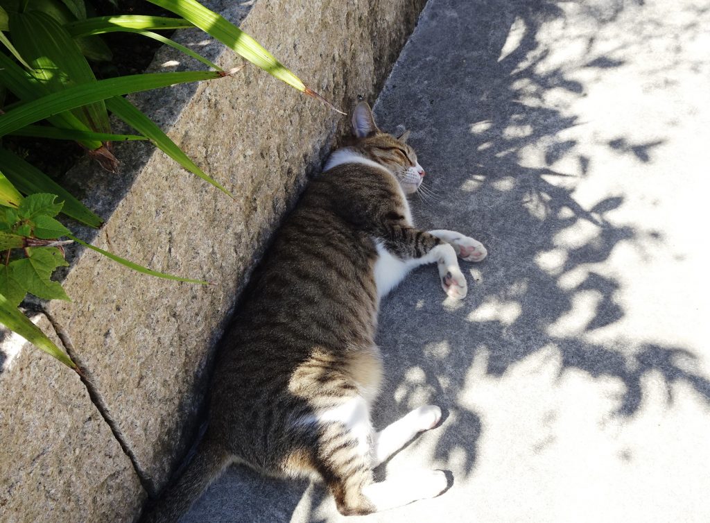 ねこ、風太 ごろ寝
