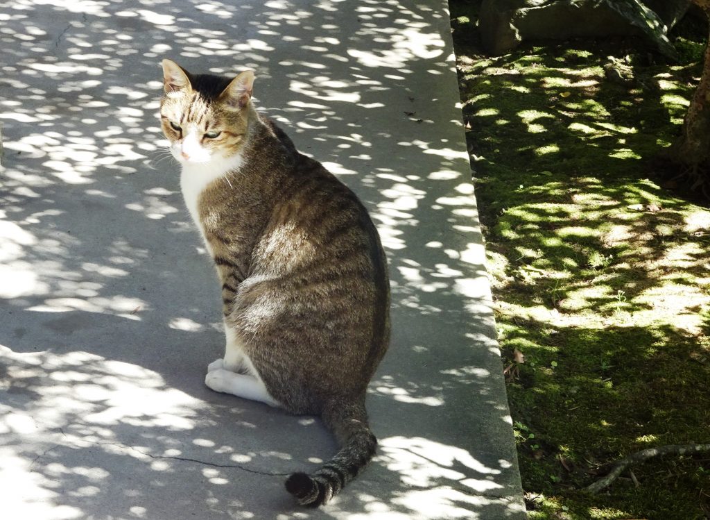 ねこ、風太 木漏れ日