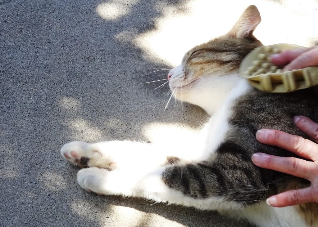 ねこ、風太 ごろ寝