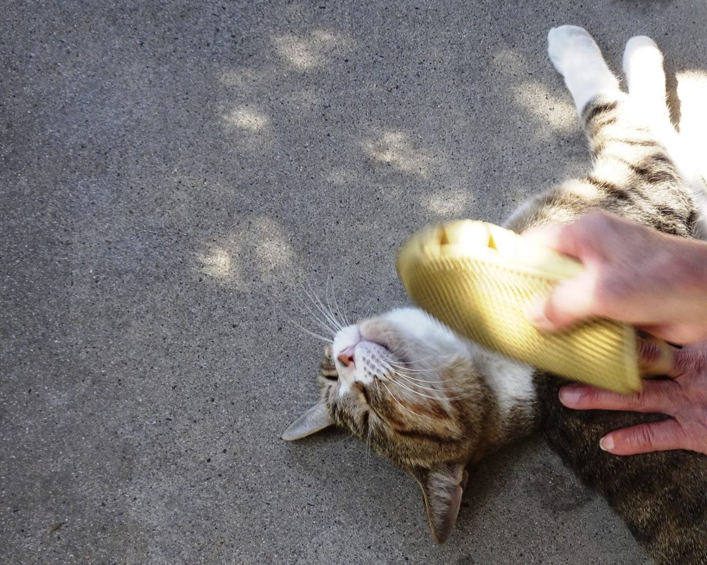 ねこ、風太 毛づくろい