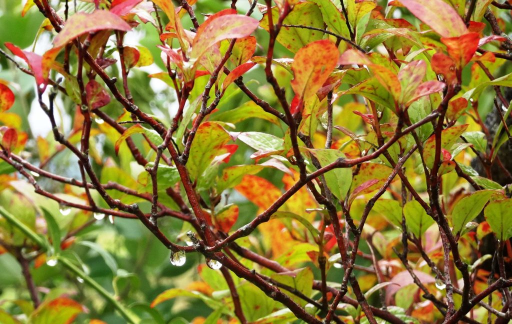 紅葉と雫