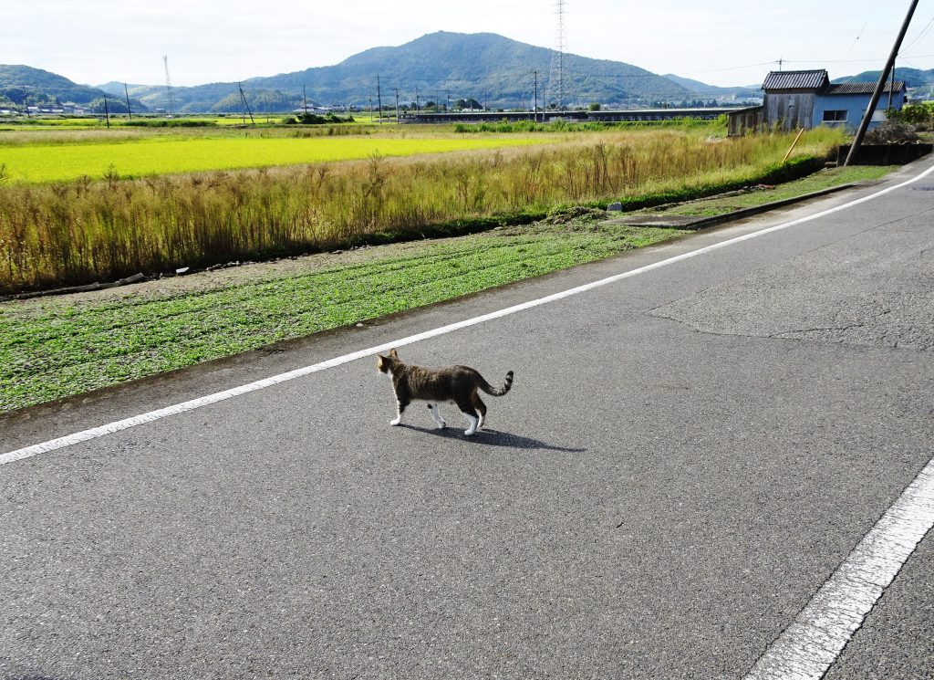 ねこ、風太 道横断