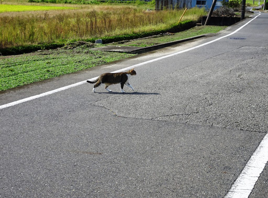 ねこ、風太 巡回
