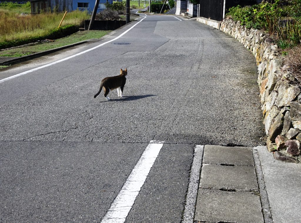 ねこ、風太 巡回