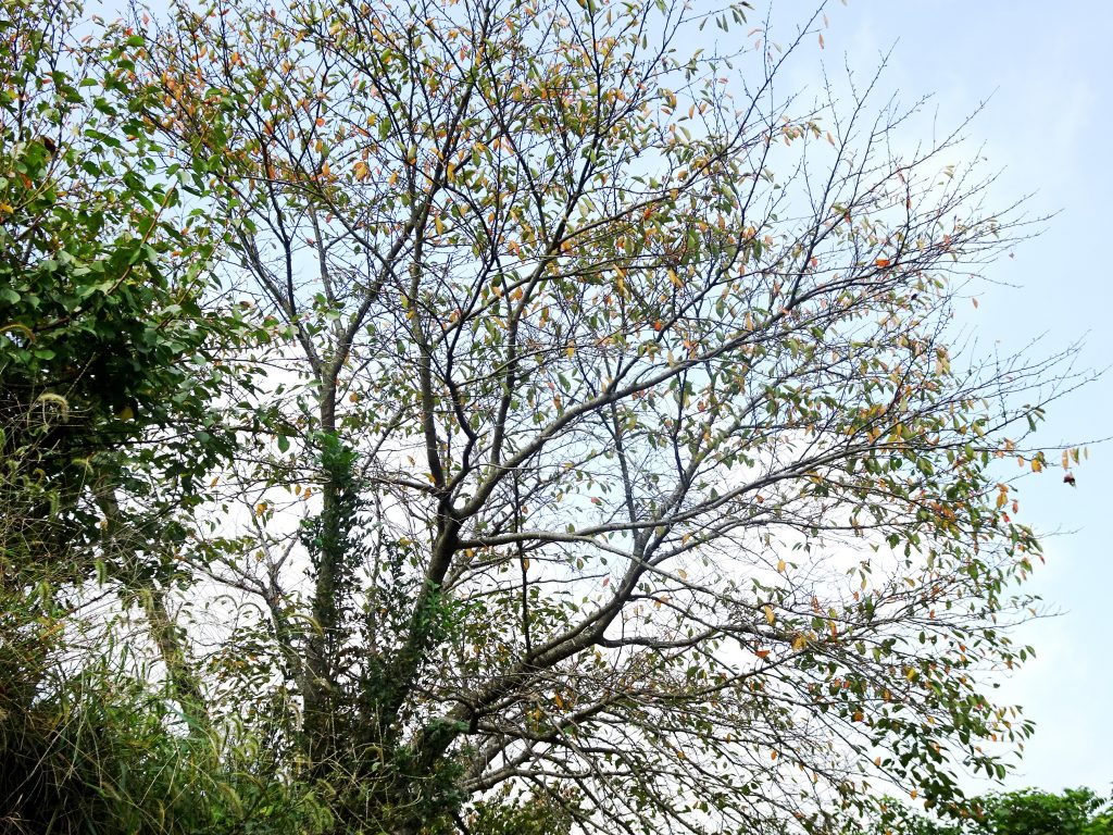 桜の紅葉