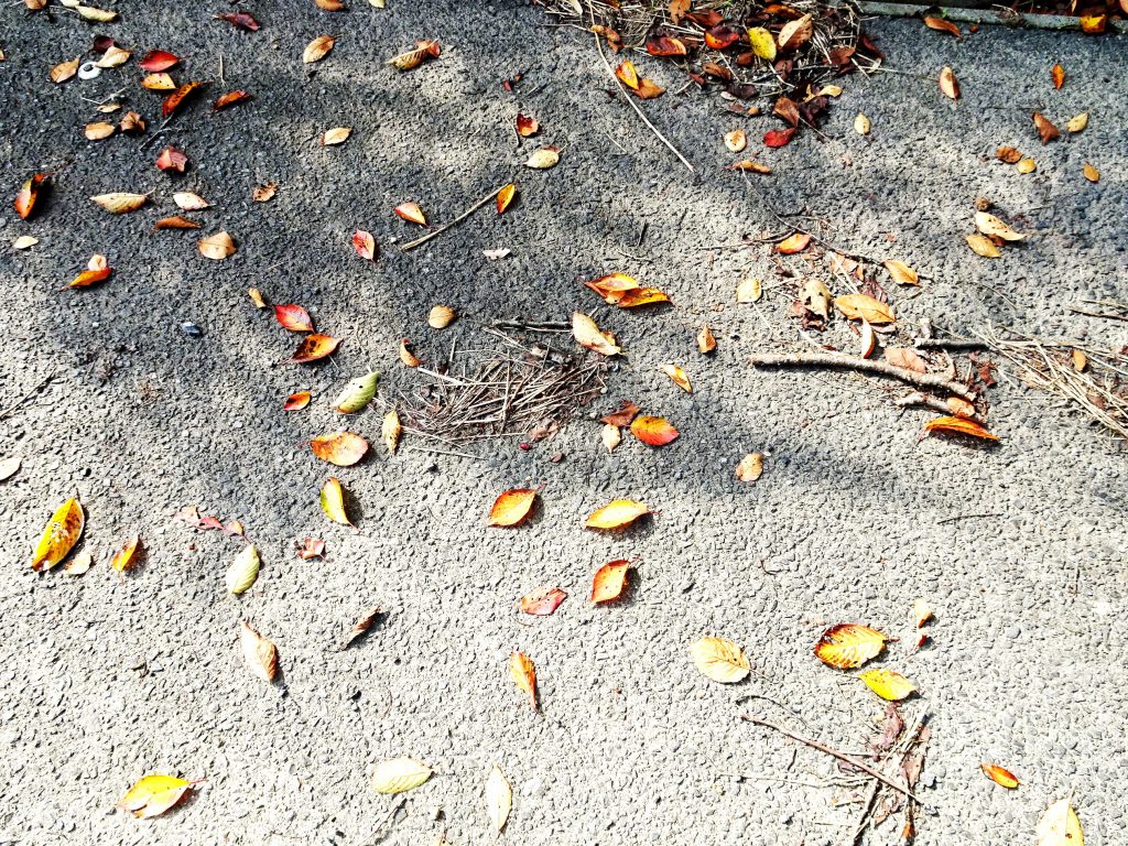 桜の木の下の道