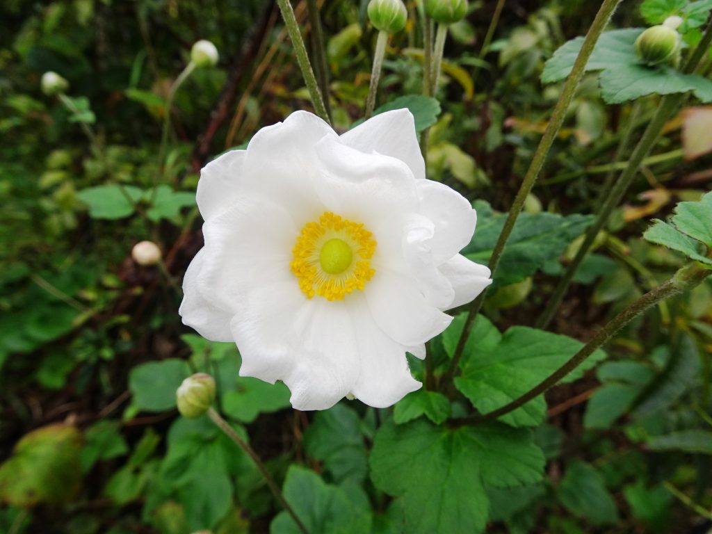 シュウメイギク(秋明菊)