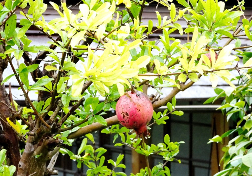 柘榴と雫
