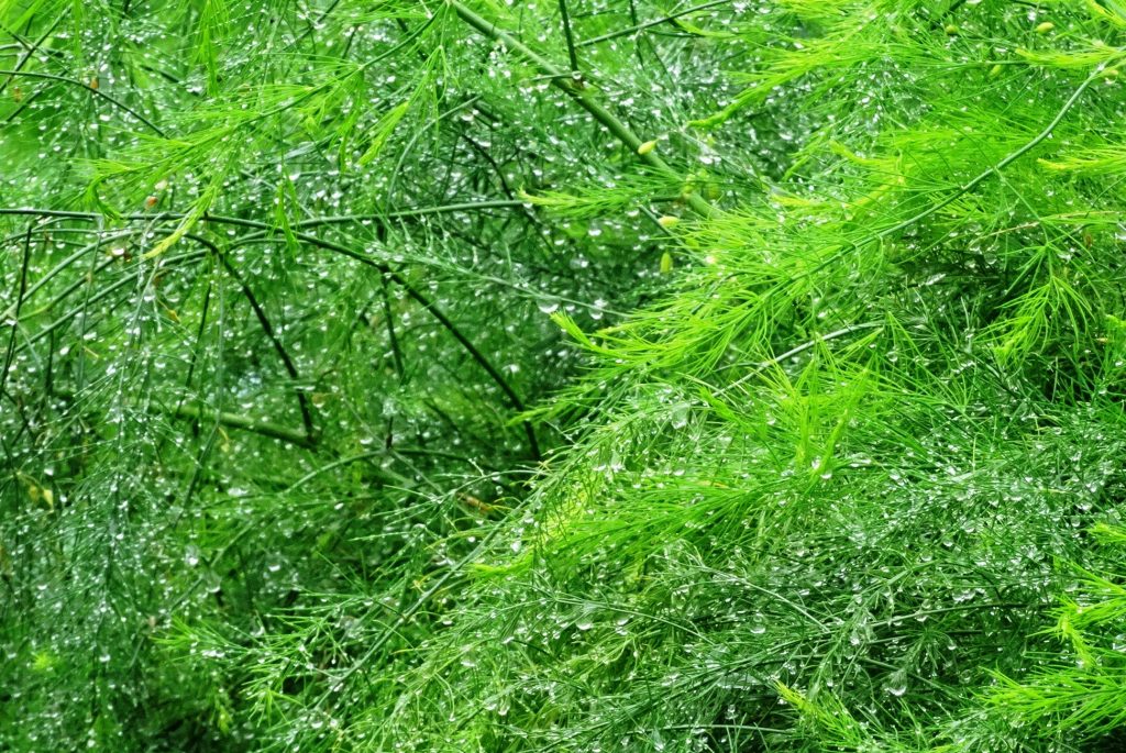 アスパラガスと水滴