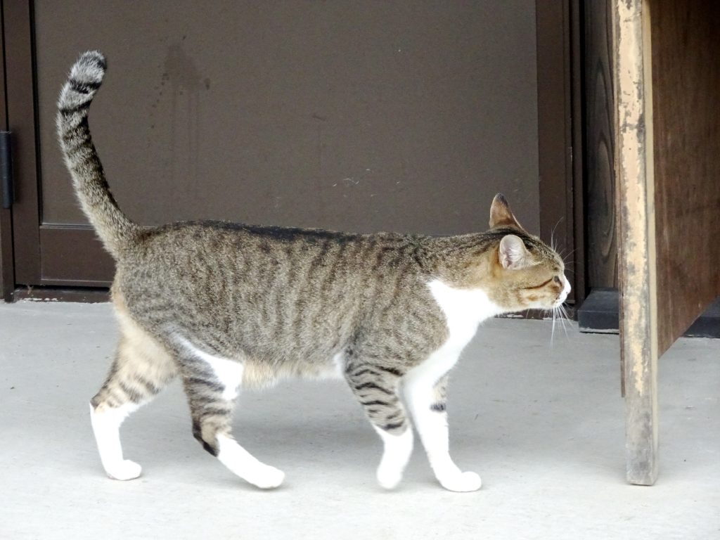 ねこ、風太 雨の日散歩