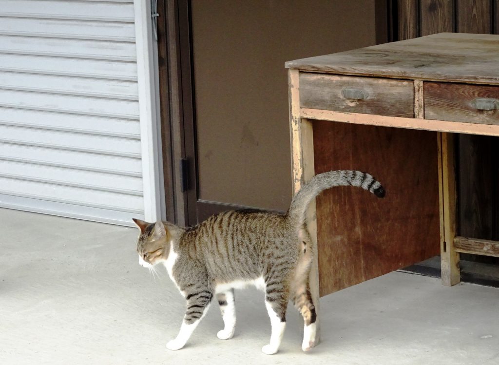 ねこ、風太 雨の日散歩