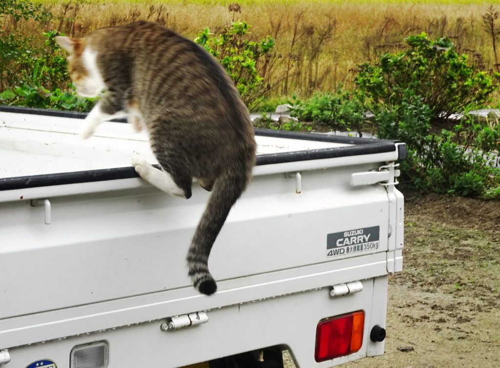 ねこ、風太 雨の日散歩