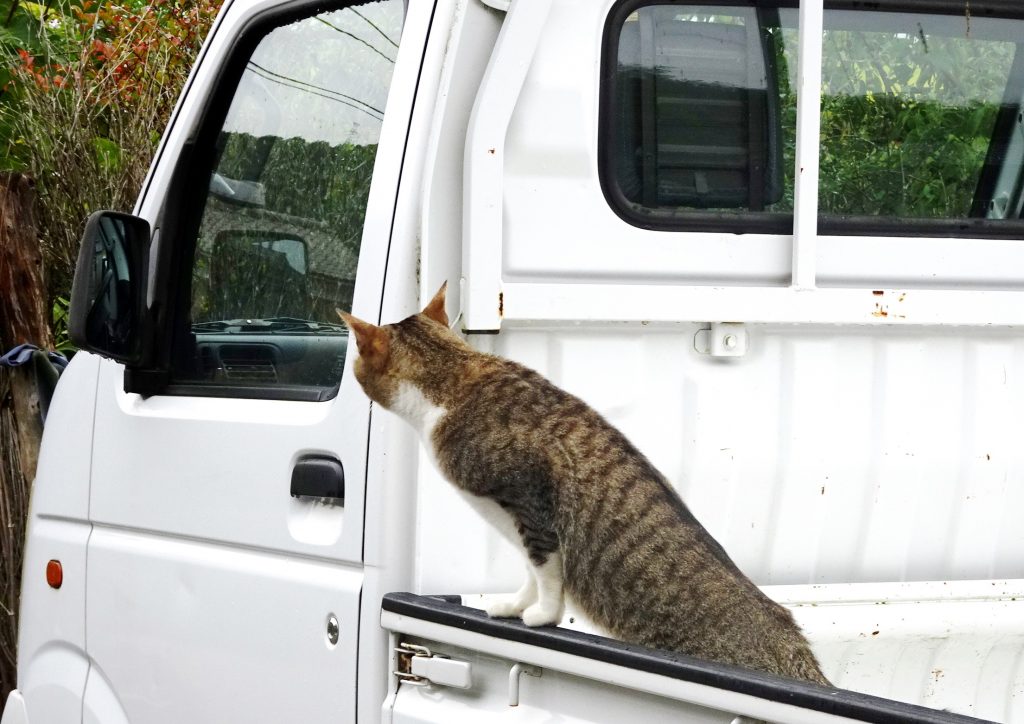ねこ、風太 雨の日散歩