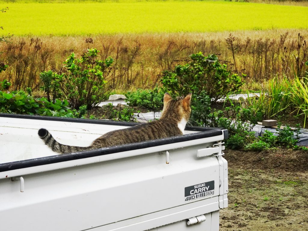 ねこ、風太 雨の日散歩