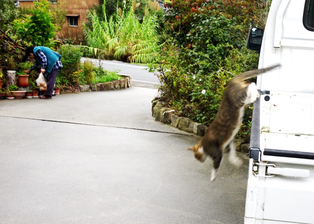ねこ、風太 雨の日散歩