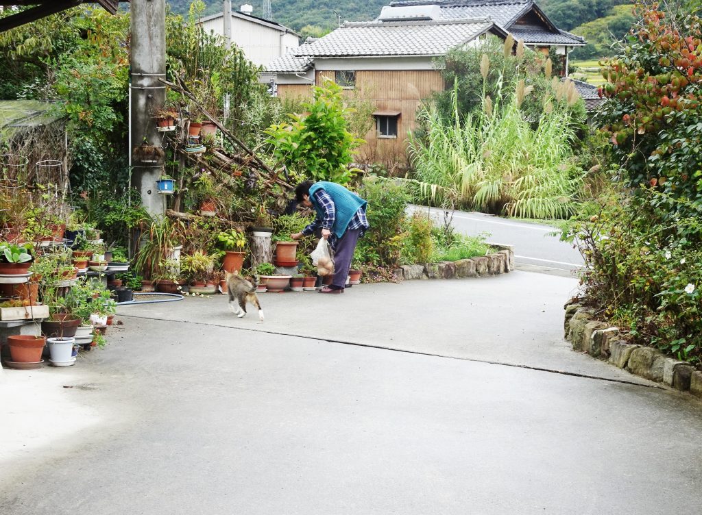 ねこ、風太 雨の日散歩