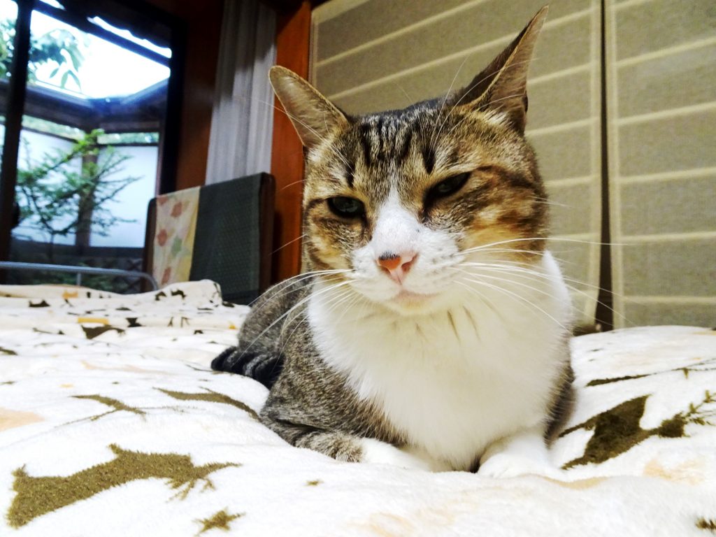 ねこ、風太 ベッド