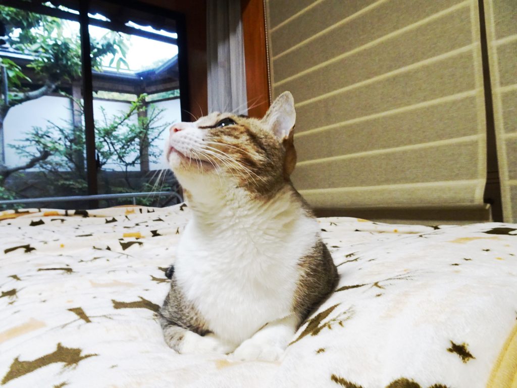 ねこ、風太 ベッド