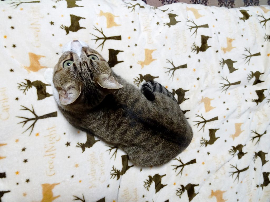 ねこ、風太 ベッド