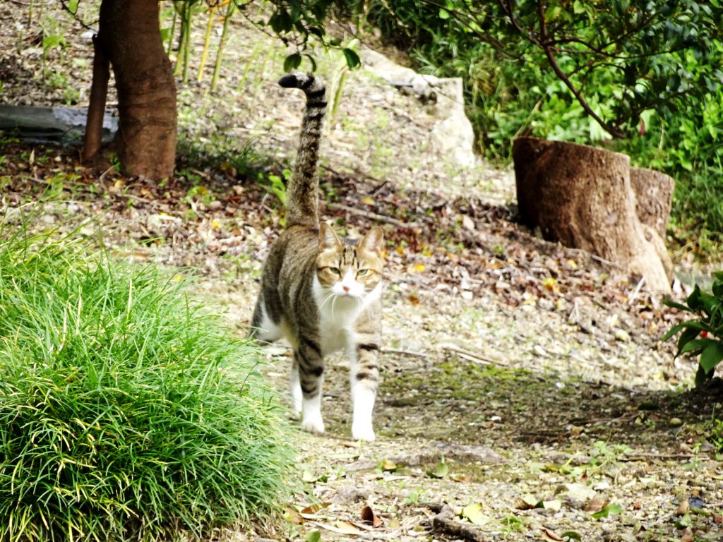 ねこ、風太 巡回