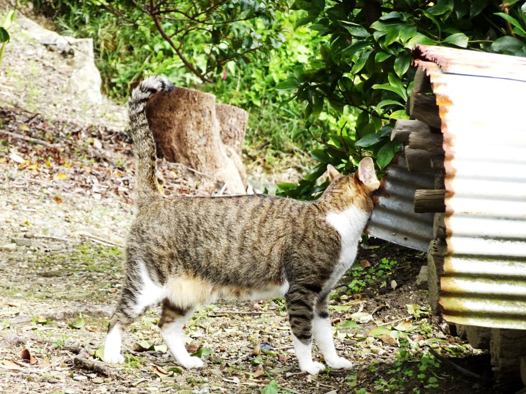 ねこ、風太 巡回