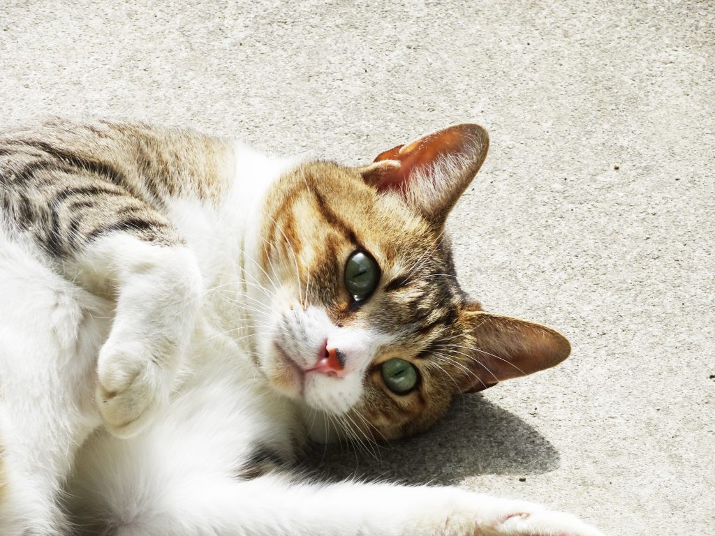ねこ、風太 ポーズ