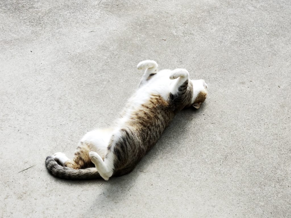 ねこ、風太 ポーズ