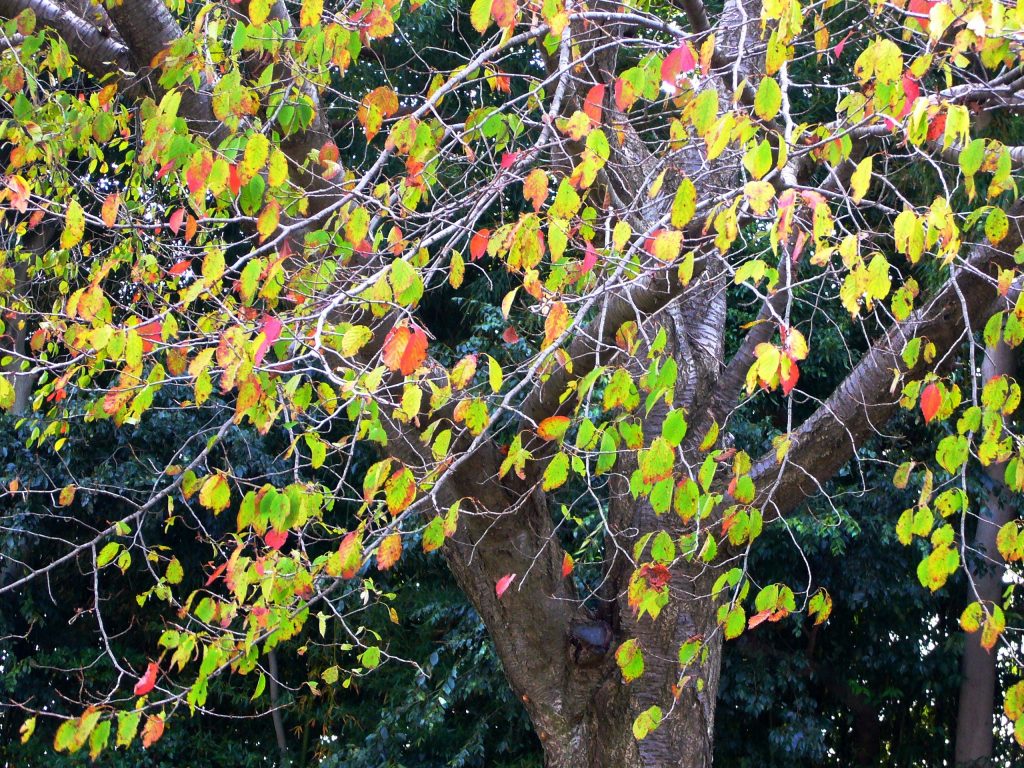 桜の紅葉