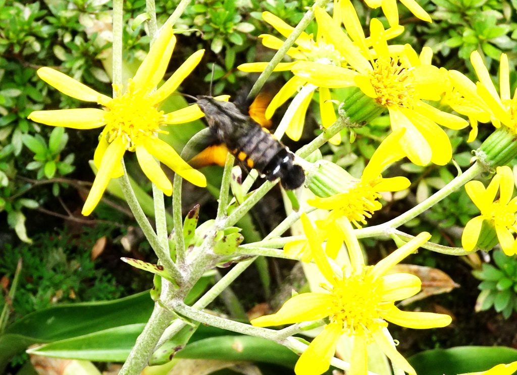 ツワブキの花とホウジャク(蜂雀)