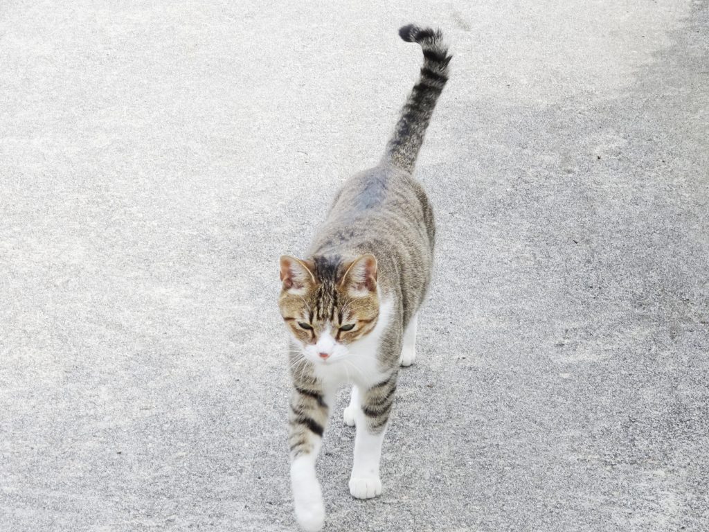 ねこ、風太 巡回