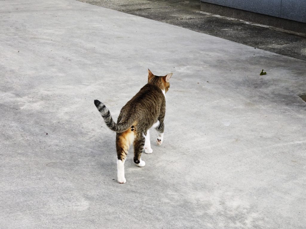 ねこ、風太 巡回