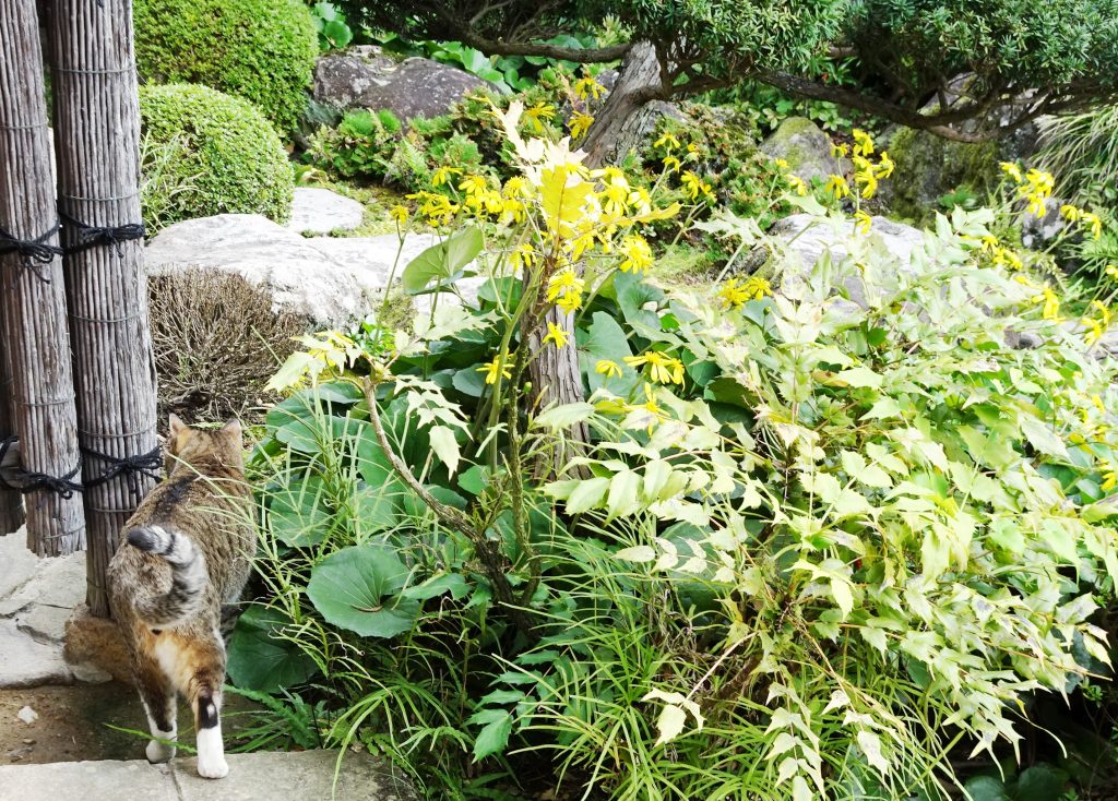 ねこ、風太 巡回