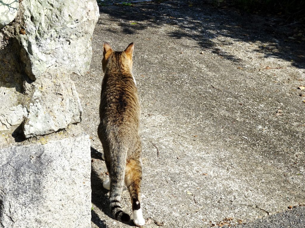 ねこ、風太 巡回