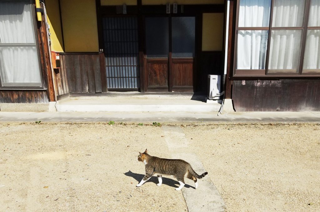 ねこ、風太 巡回