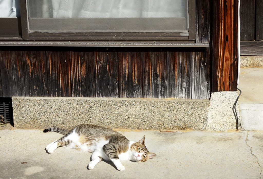 ねこ、風太 巡回