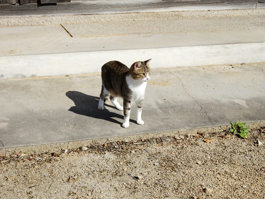 ねこ、風太 巡回