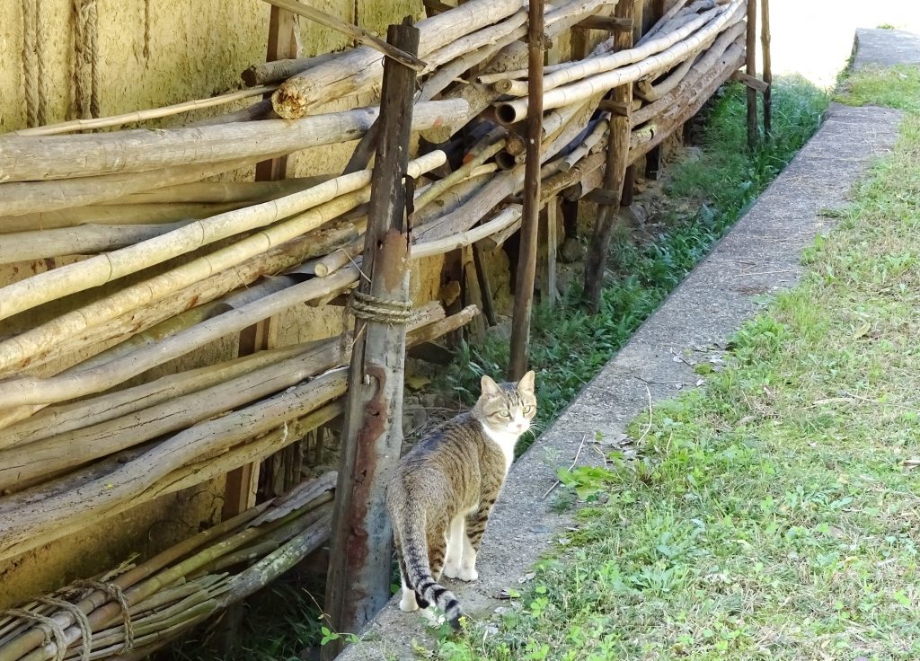ねこ、風太 巡回