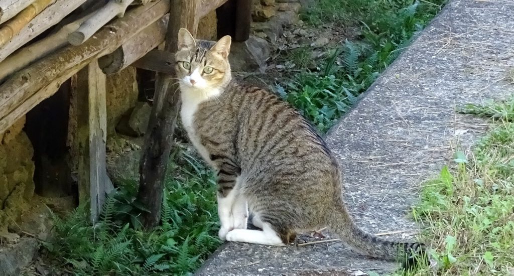 ねこ、風太 巡回