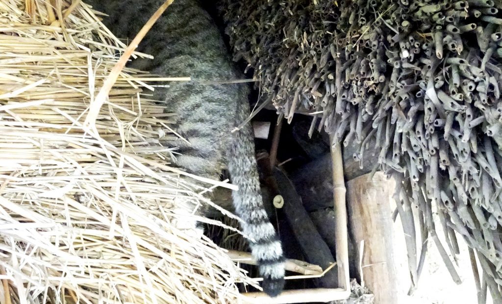 ねこ、風太 巡回