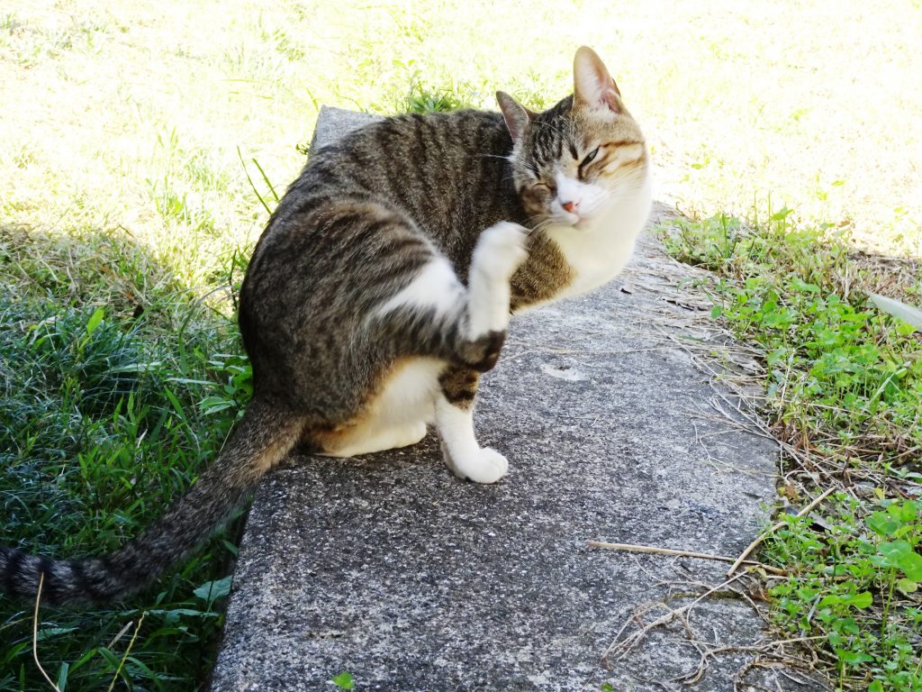 ねこ、風太 巡回