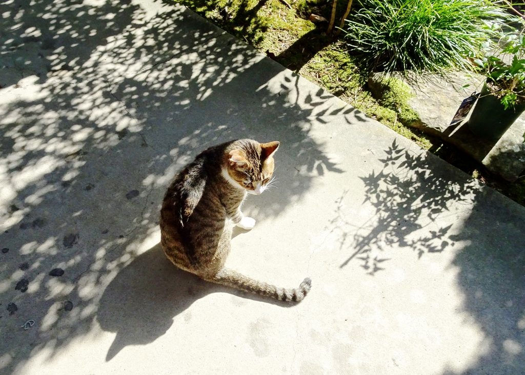 ねこ、風太 日向ぼっこ