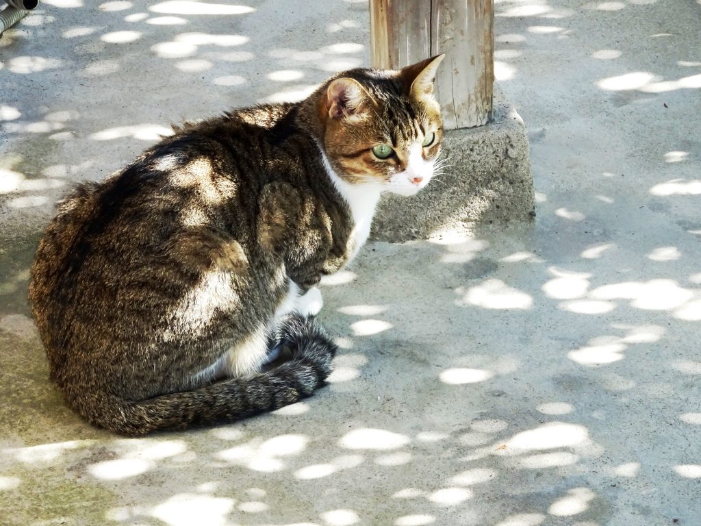 ねこ、風太 日向ぼっこ